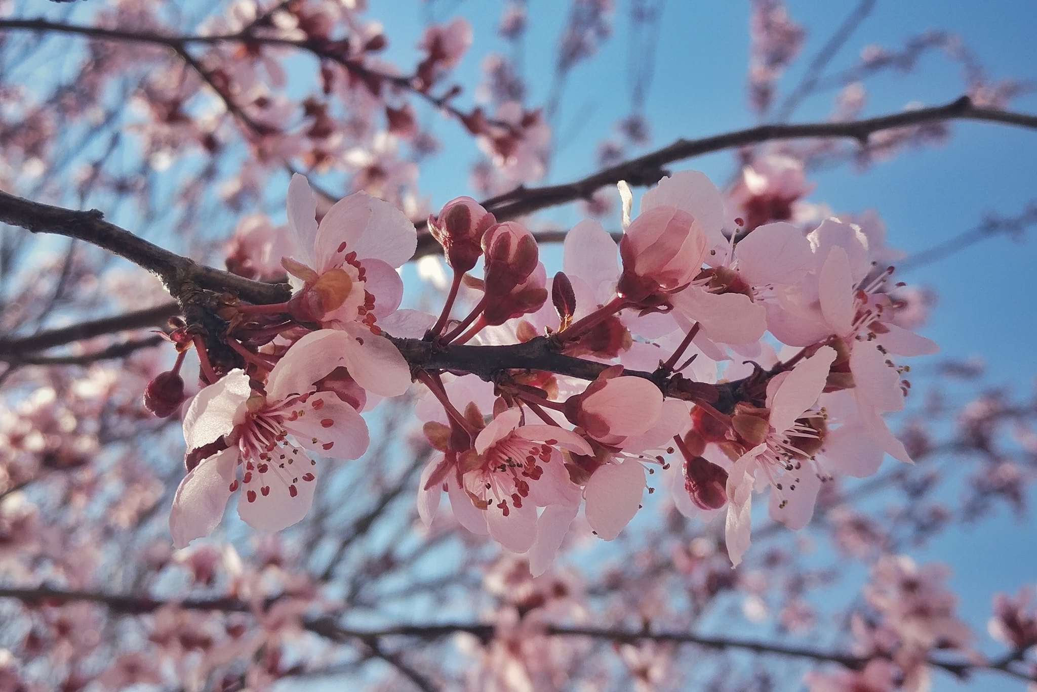 OnePlus A3000 sample photo. Spring breeze photography