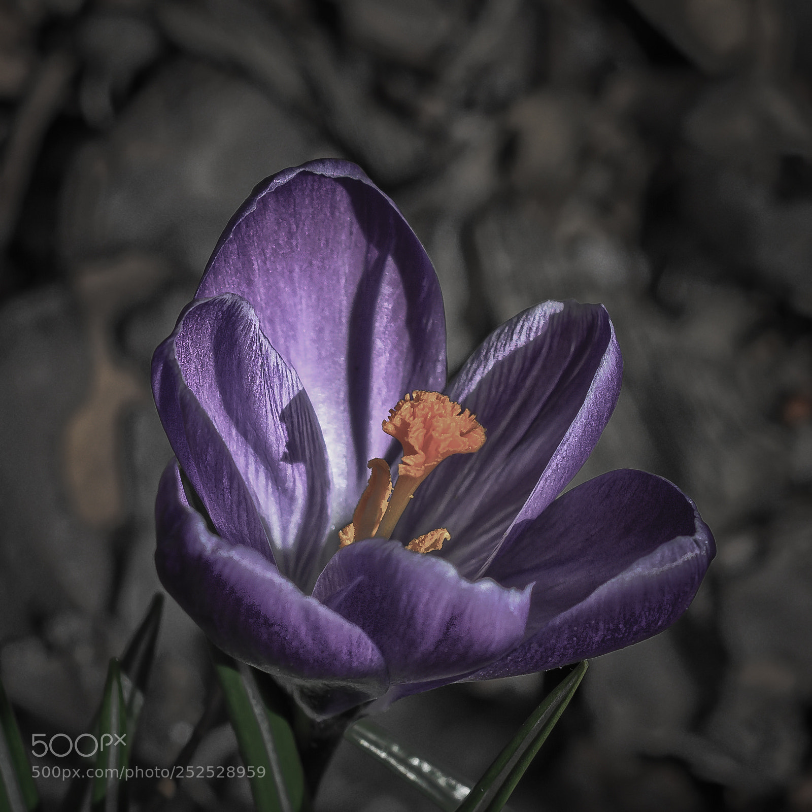 Nikon D7100 sample photo. Crocus-desaturated photography