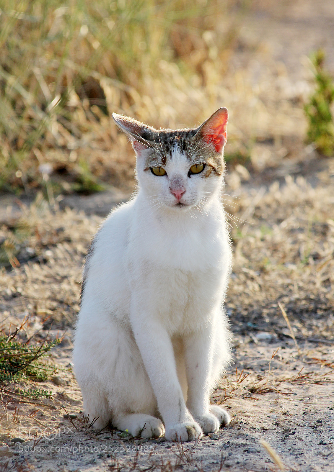 Canon EOS 60D sample photo. Cat photography