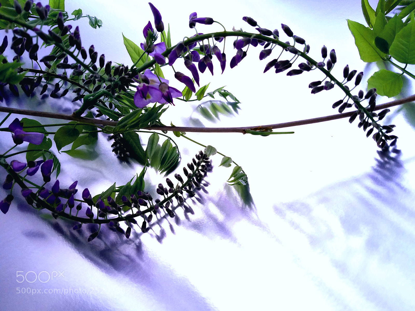 Samsung Galaxy S7 Edge sample photo. Wisteria twig photography
