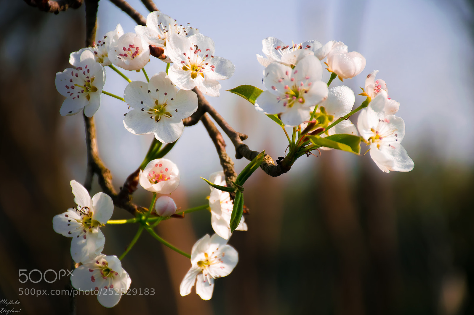 Nikon D5300 sample photo. Spring bloom photography