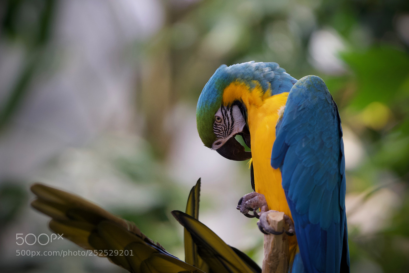 Sony a6000 sample photo. Fixing my feathers photography