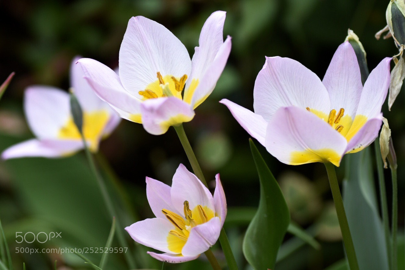 Nikon D7200 sample photo. Tulip  a wild species. photography
