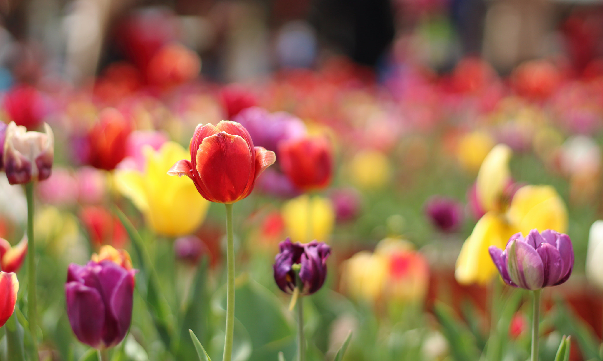 Canon EOS 100D (EOS Rebel SL1 / EOS Kiss X7) sample photo. Tulip photography