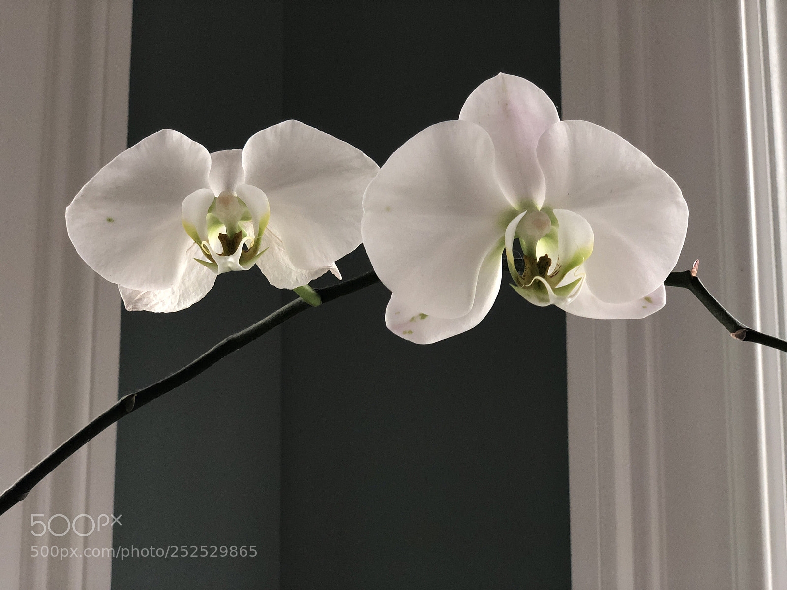 Apple iPhone X sample photo. Two orchid plants.    2018.  photography
