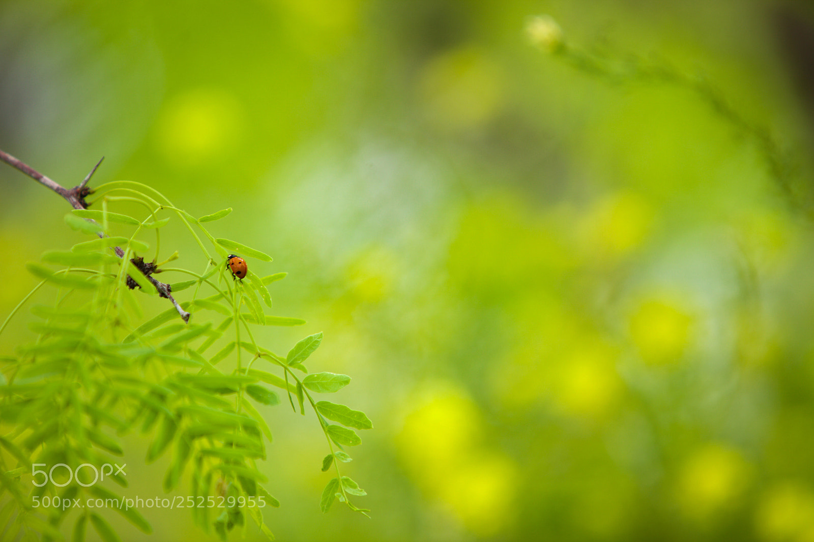 Canon EOS 5D Mark II sample photo. Tueday's child is full photography
