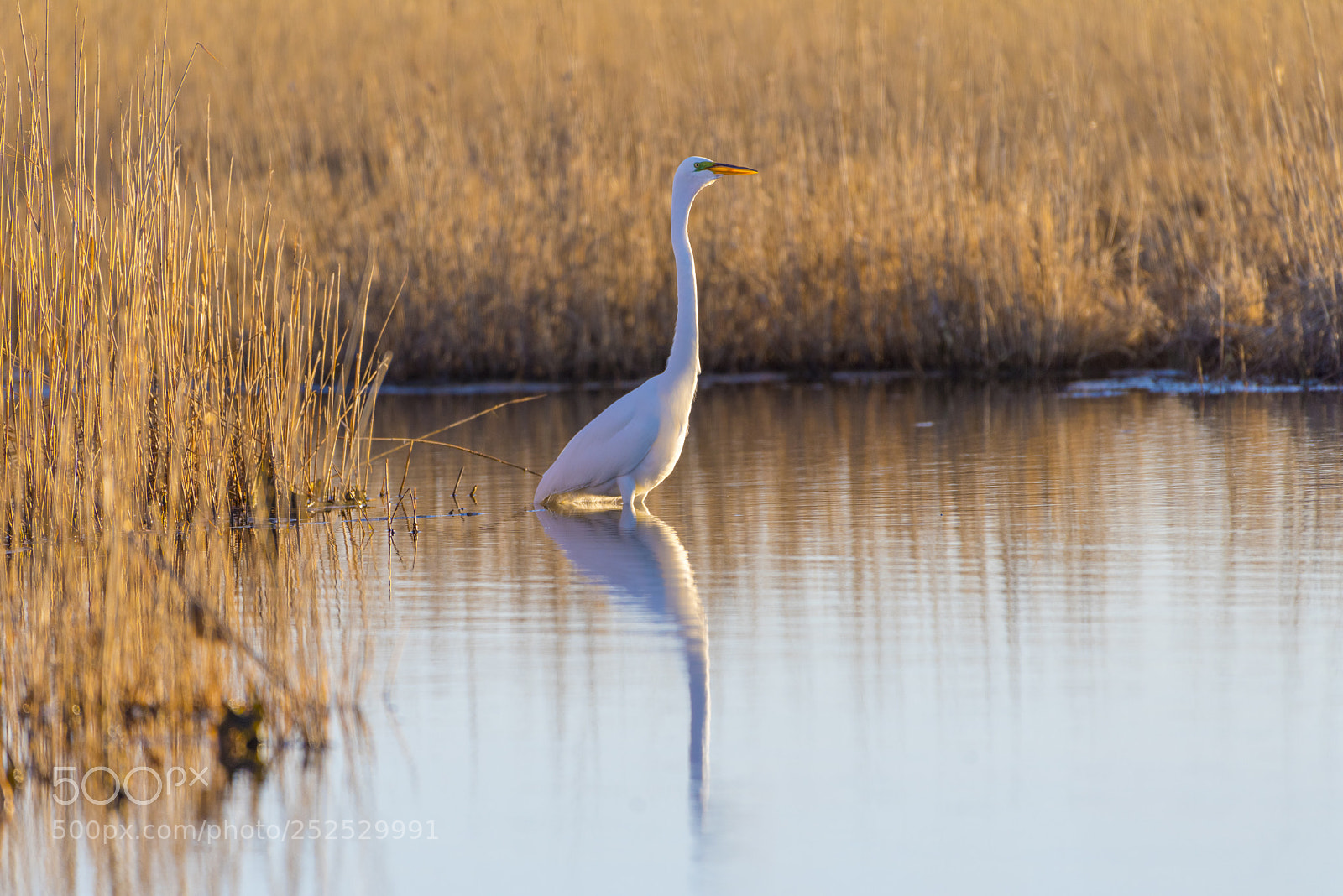 Nikon D810 sample photo. Great egret (ardea alba) photography