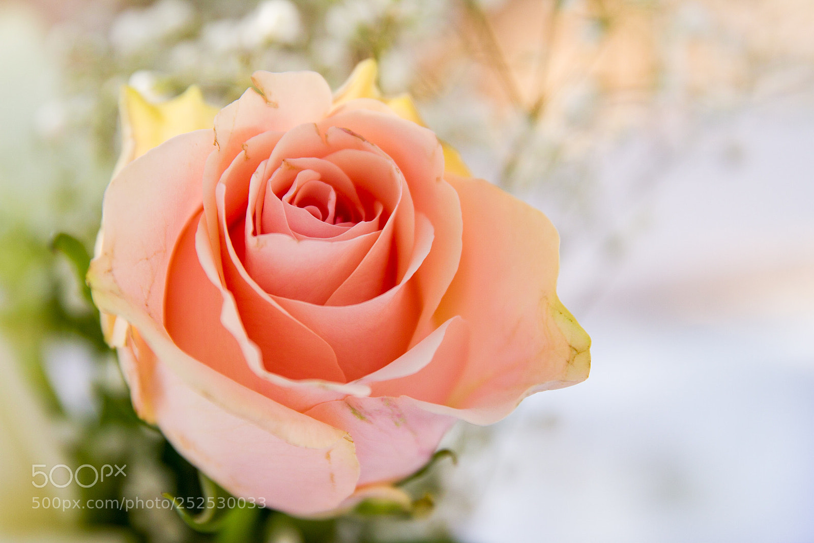 Canon EOS 7D sample photo. Rose photography