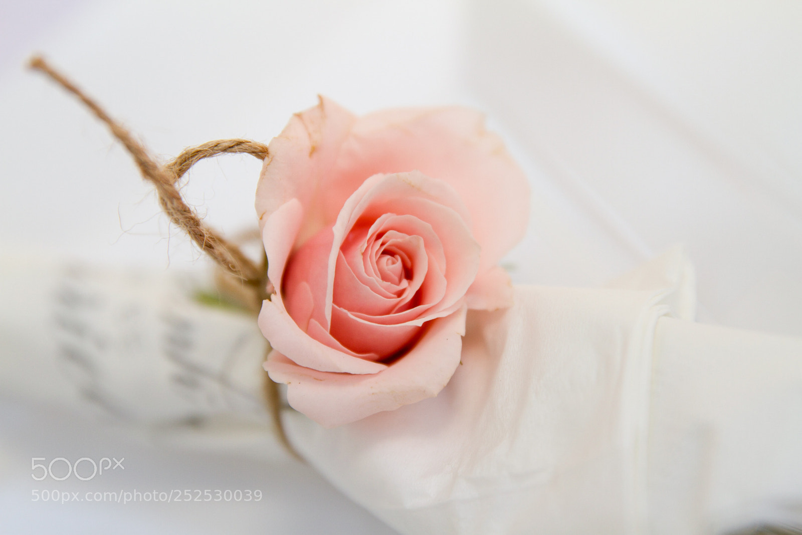 Canon EOS 7D sample photo. Soft pink rose photography