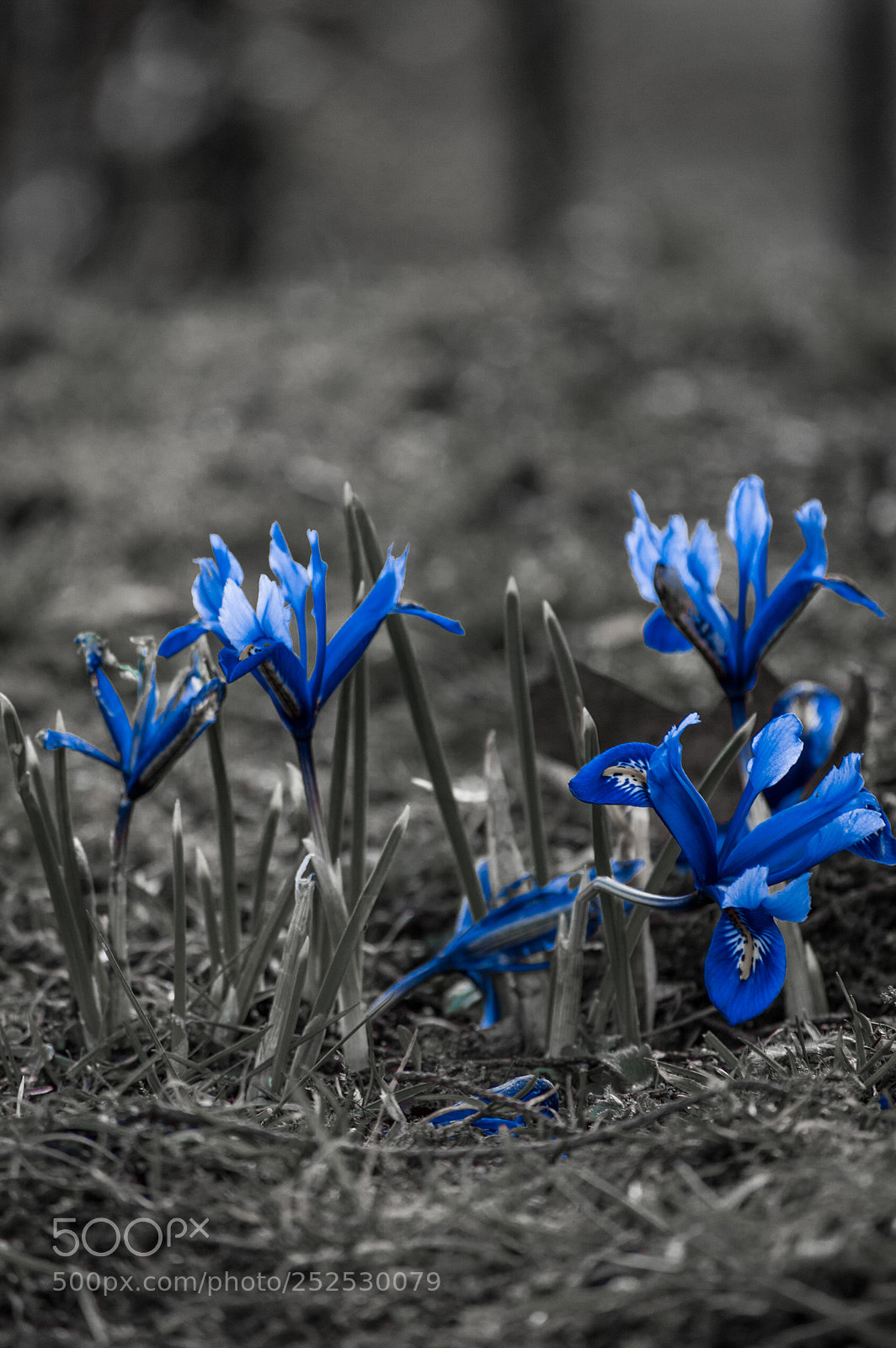 Nikon D3200 sample photo. I am blue photography