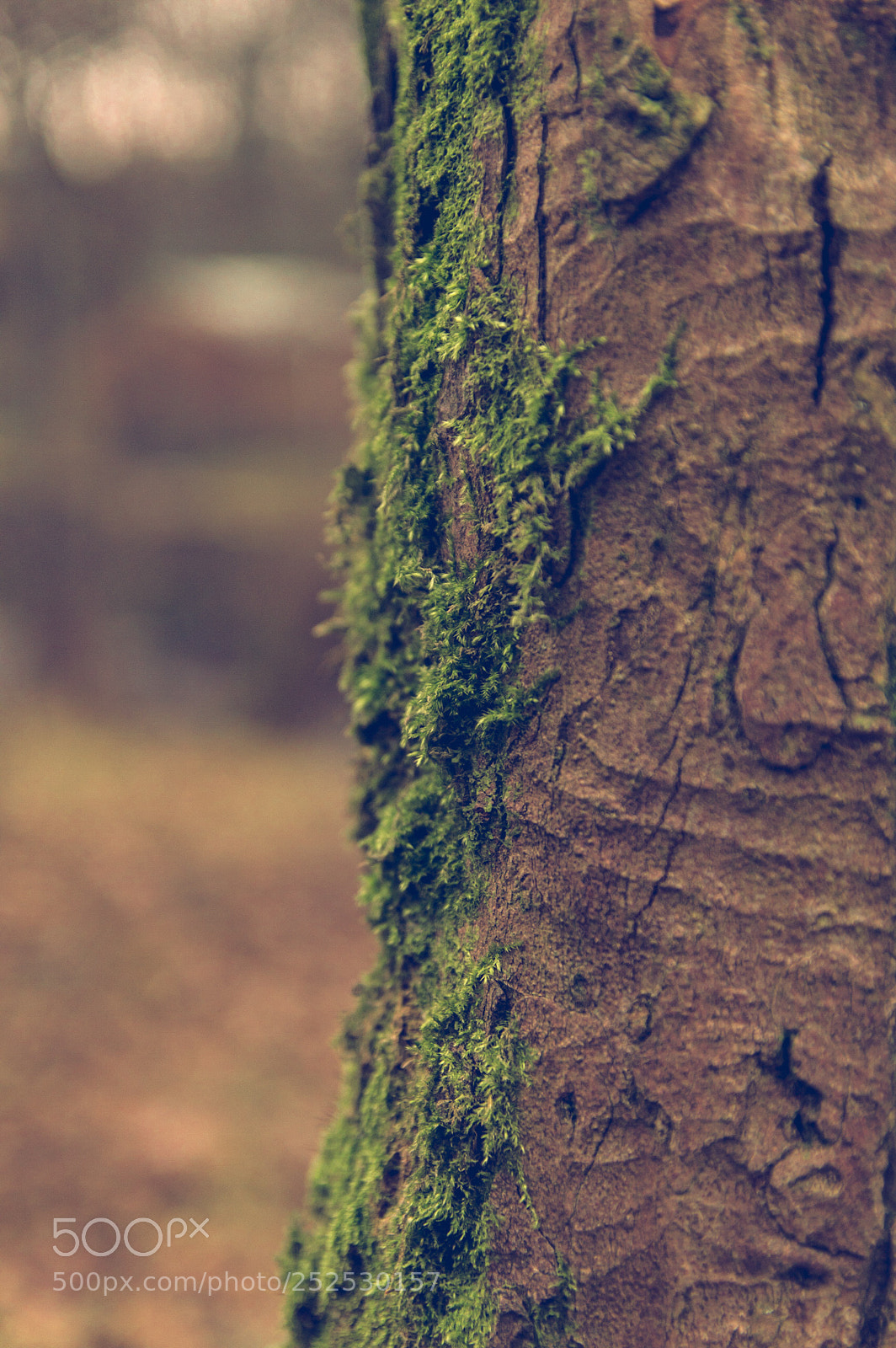 Nikon D3200 sample photo. Tree photography