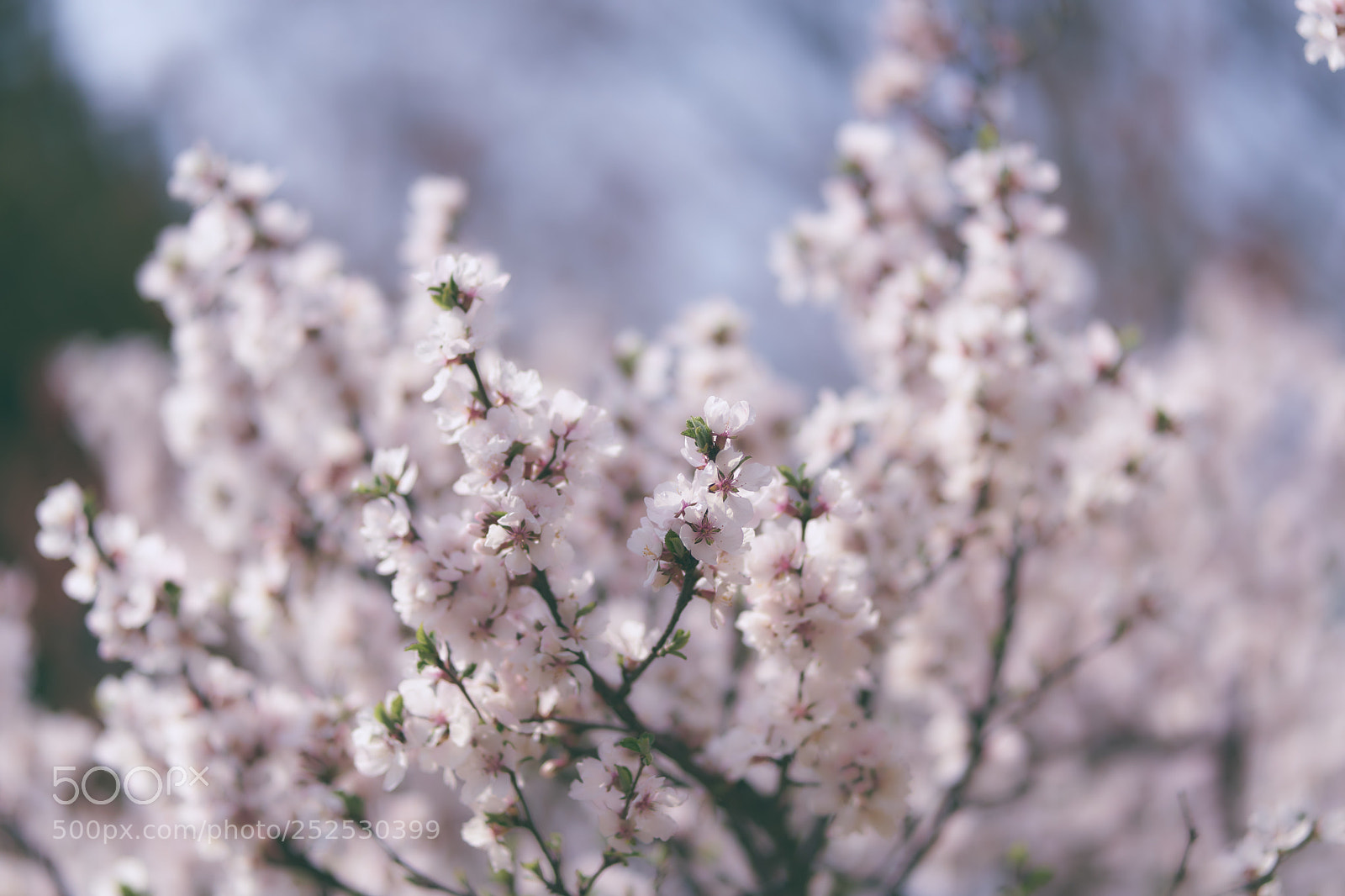Sony a7 II sample photo. Cherryblossom photography