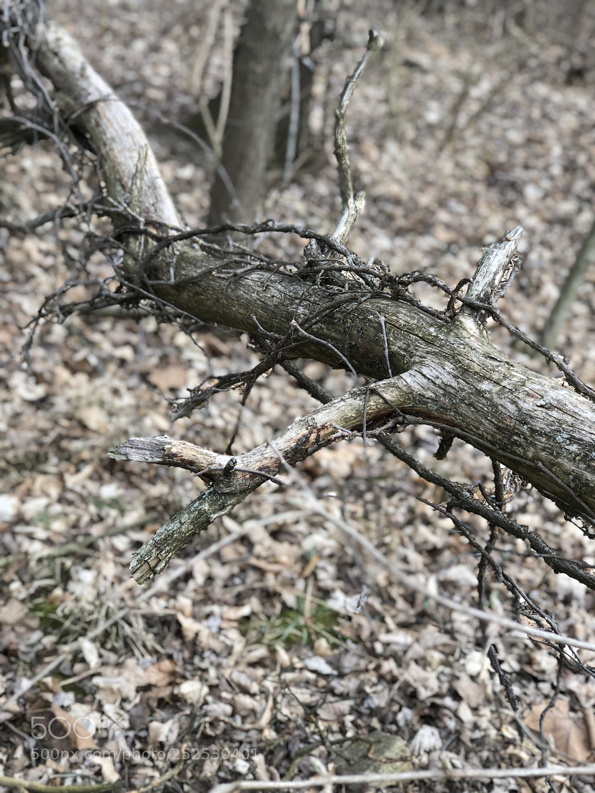 Apple iPhone 8 Plus sample photo. Eedcedf eebc photography