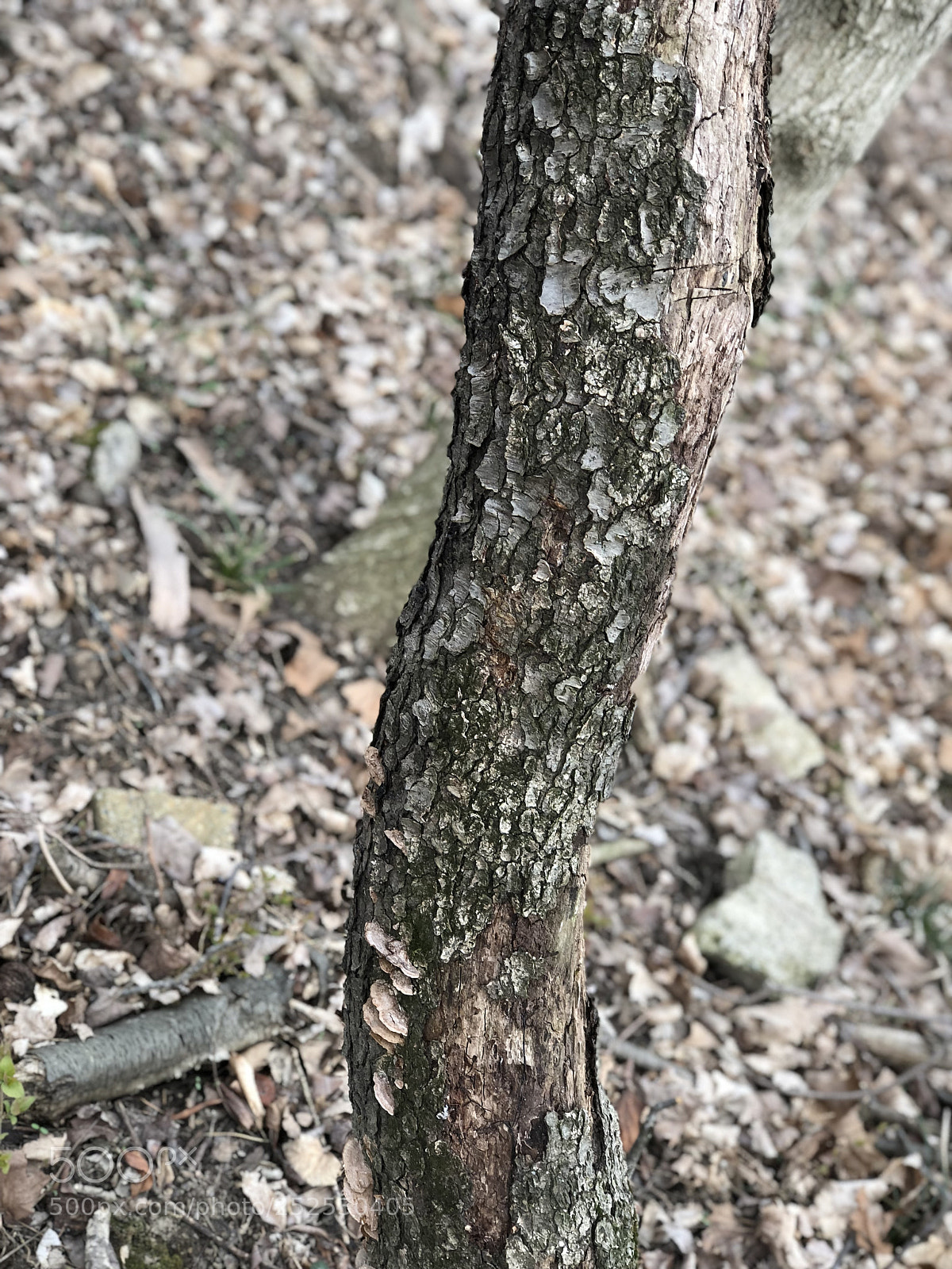 Apple iPhone 8 Plus sample photo. Adbafaefff photography