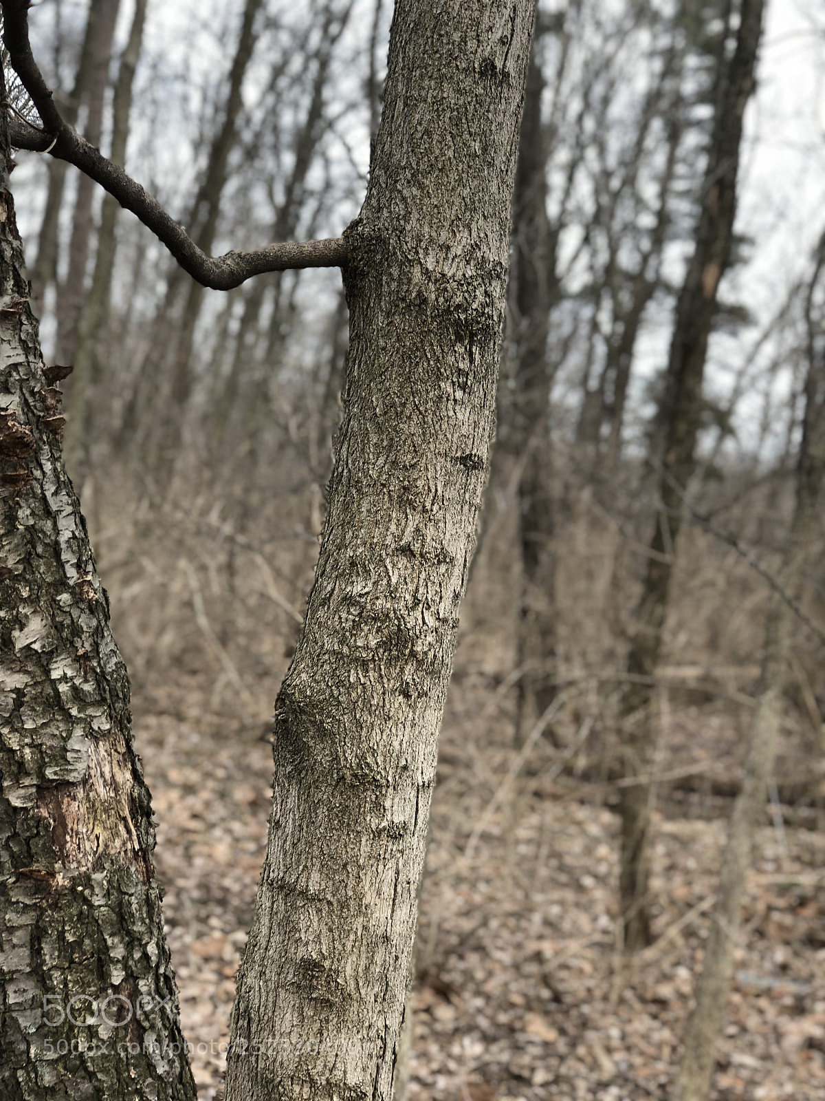 Apple iPhone 8 Plus sample photo. Aaedac photography
