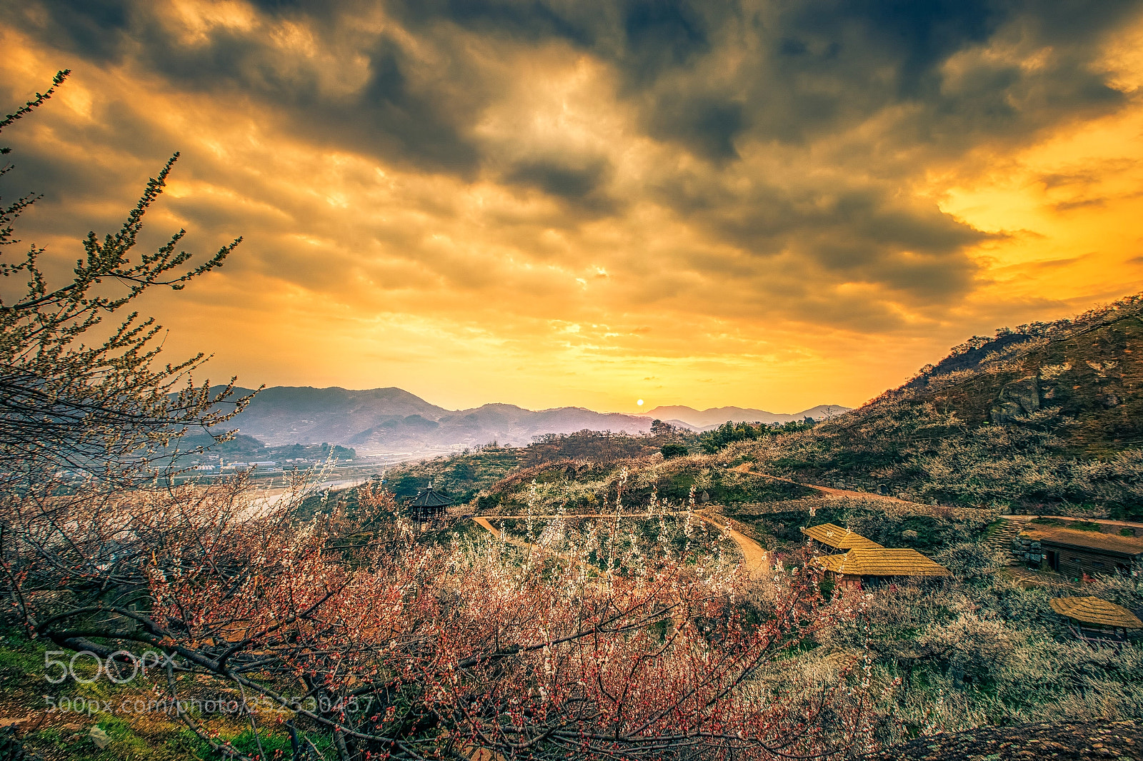 Canon EOS-1D X sample photo. 광양 매화마을 photography