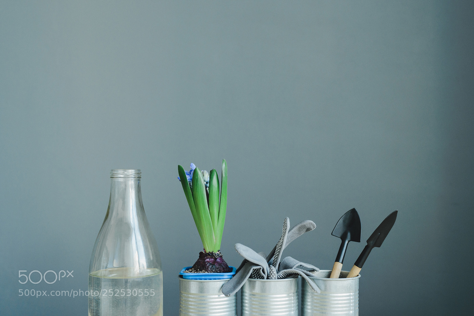 Nikon D600 sample photo. Hyacinth mix plant photography