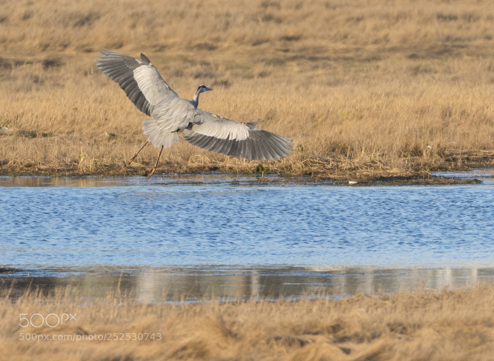 Nikon D810 sample photo. Great blue heron ardea photography