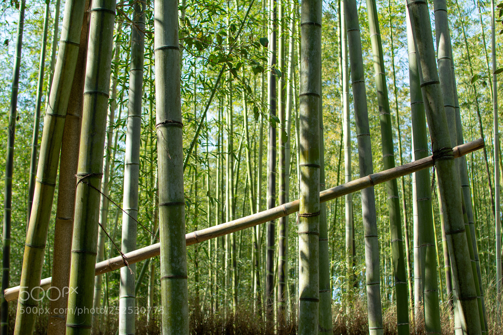 Nikon D5200 sample photo. Arashiyama bamboo grove photography