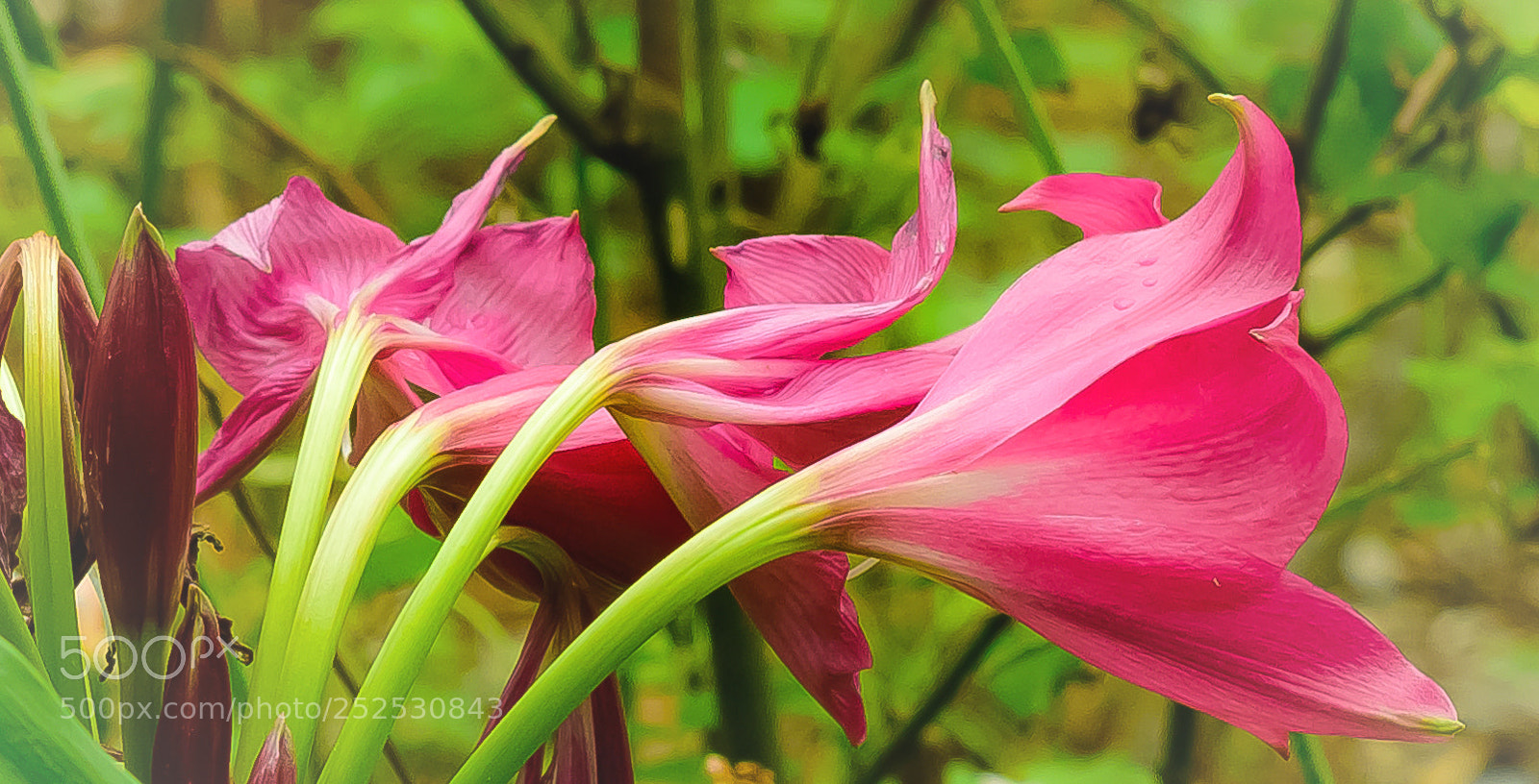 Nikon D810 sample photo. Pink lilies!! photography