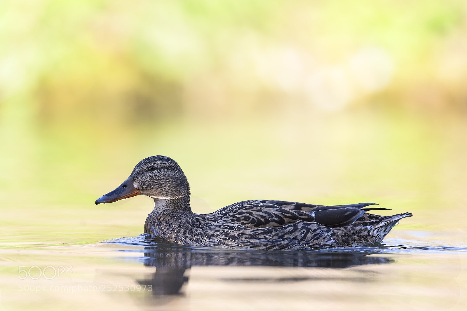 Nikon D500 sample photo. Duck photography
