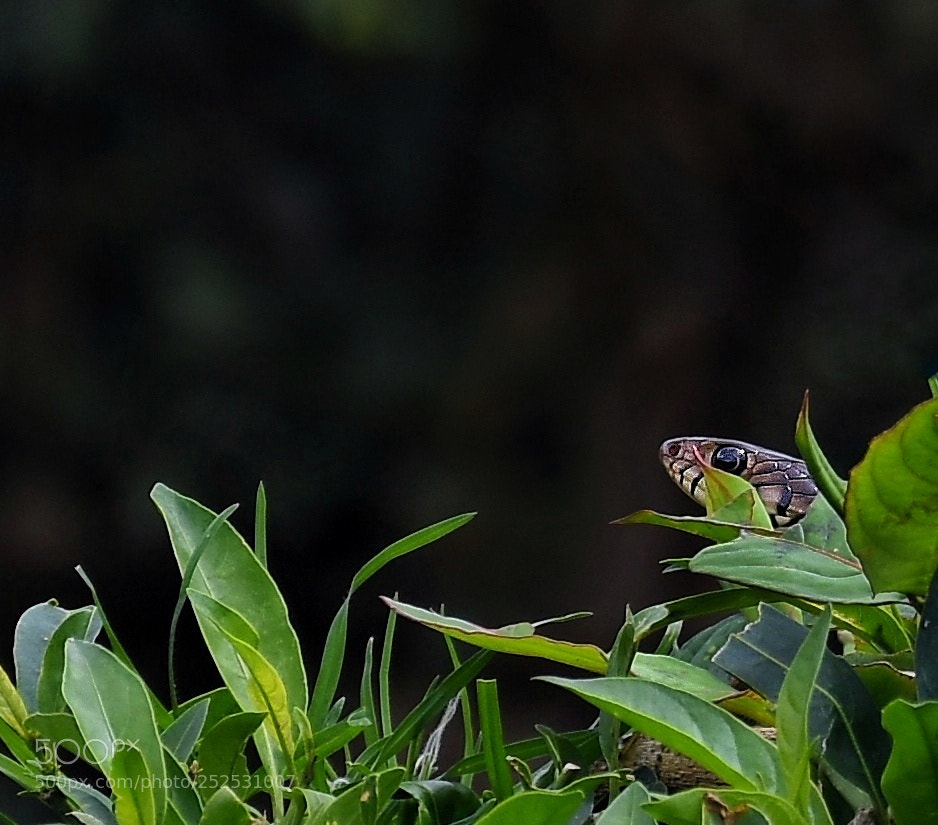 Nikon D7200 sample photo. Rat snake photography