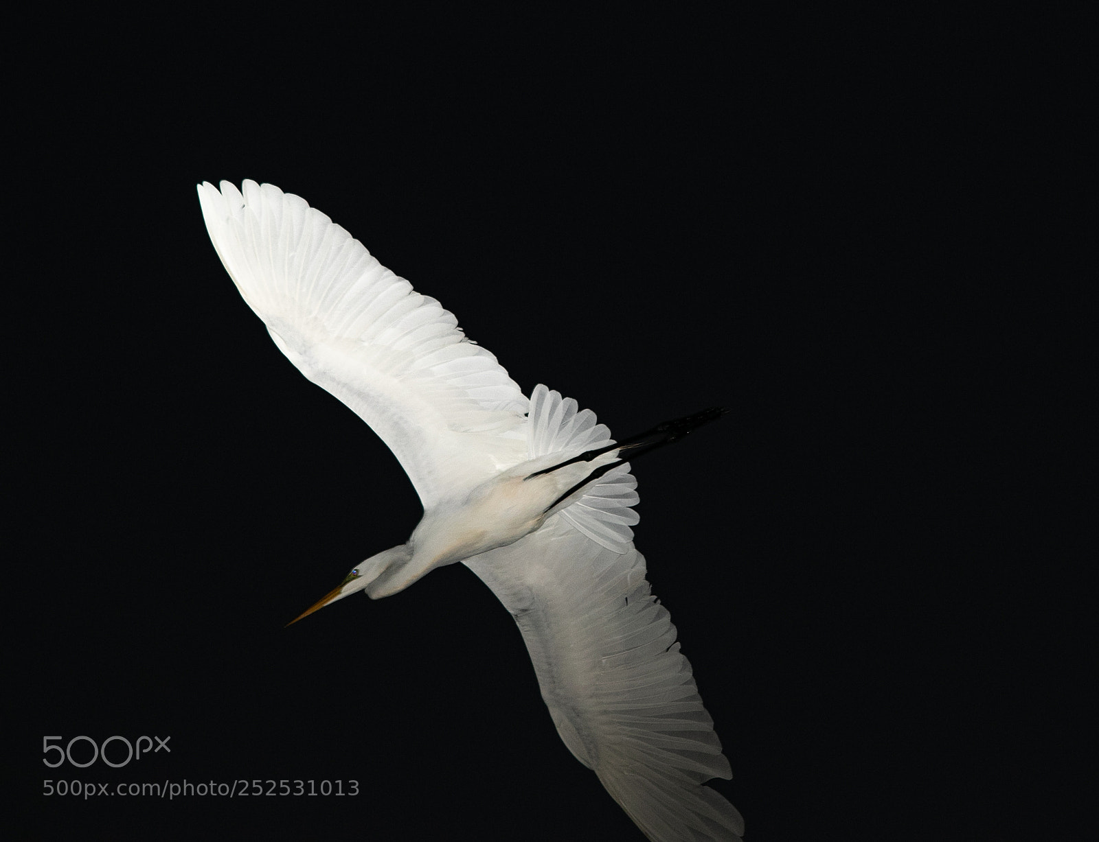 Canon EOS 7D Mark II sample photo. Soaring at night photography