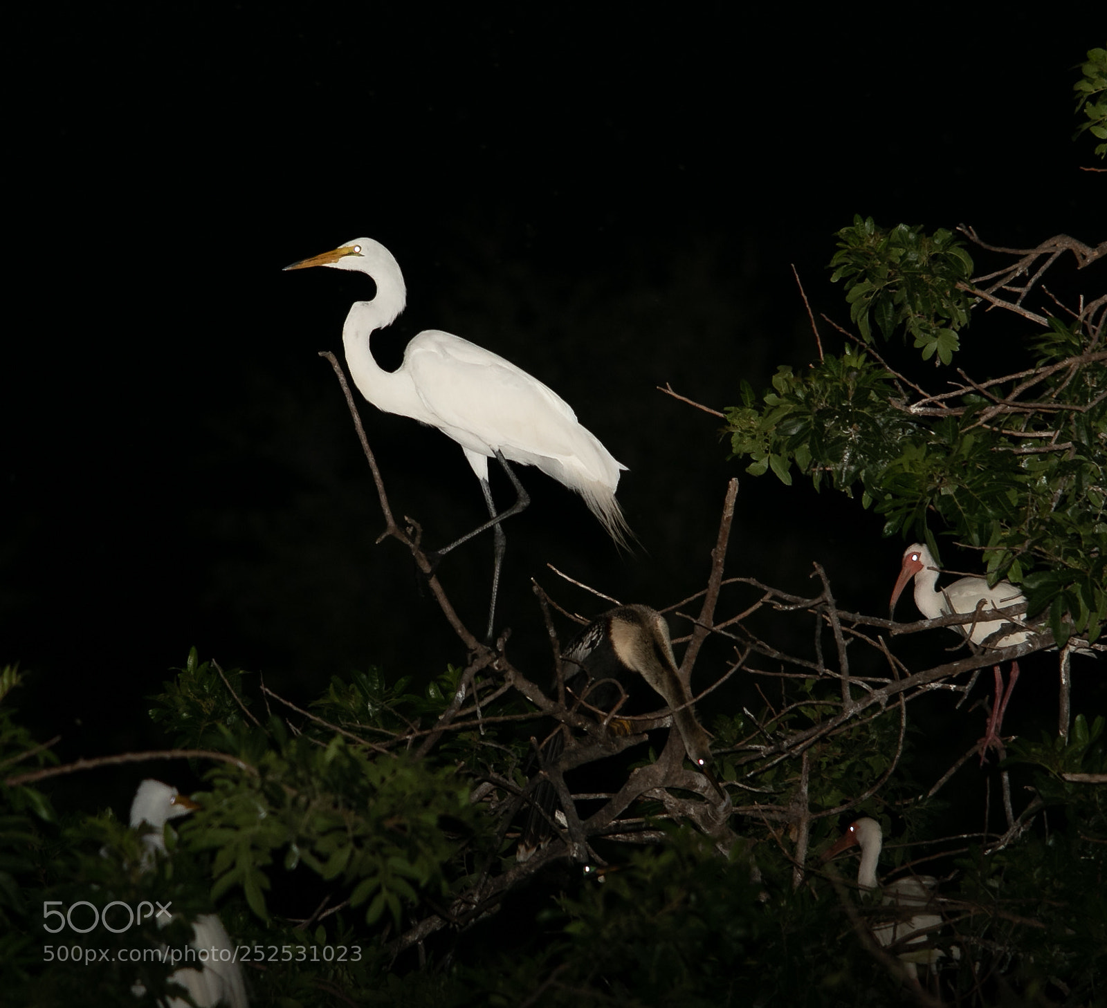 Canon EOS 7D Mark II sample photo. Night time egret photography