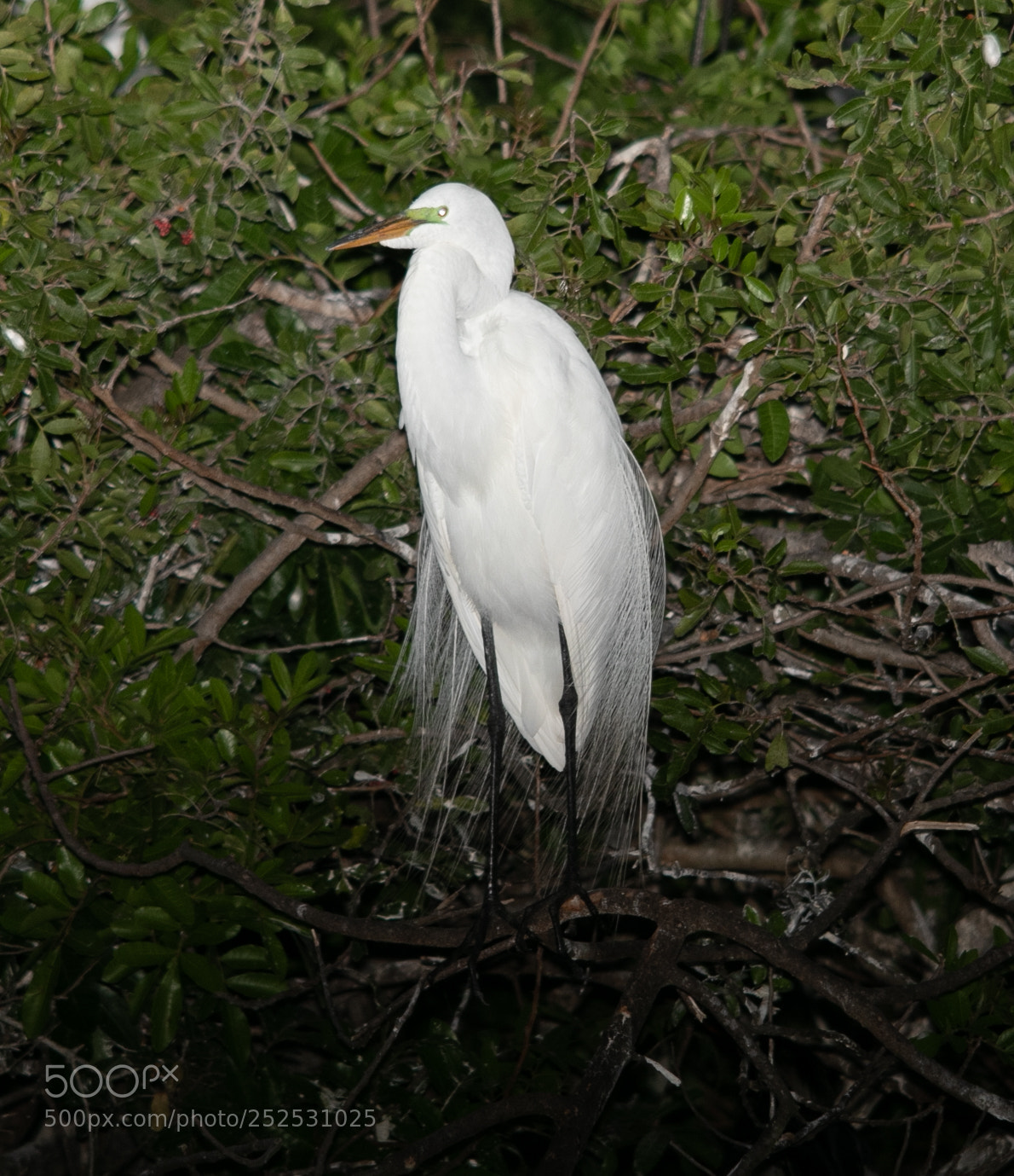 Canon EOS 7D Mark II sample photo. Posing egret at night photography