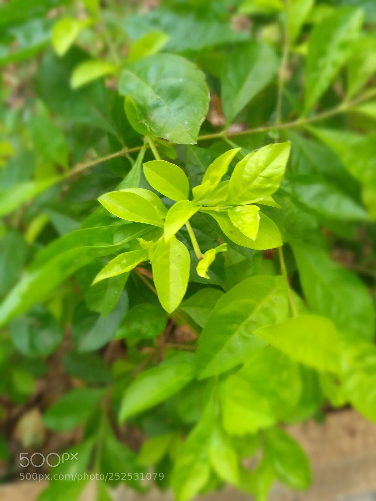 Xiaomi Redmi 3S sample photo. Untitled photography