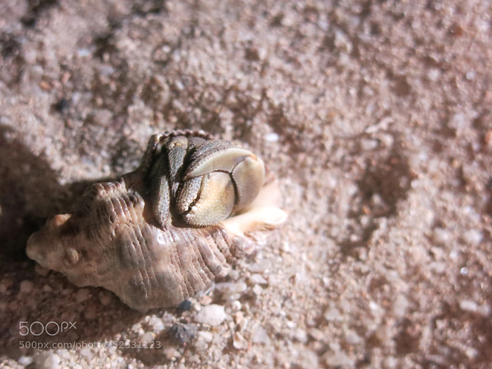 Canon PowerShot G15 sample photo. Hermit crab photography