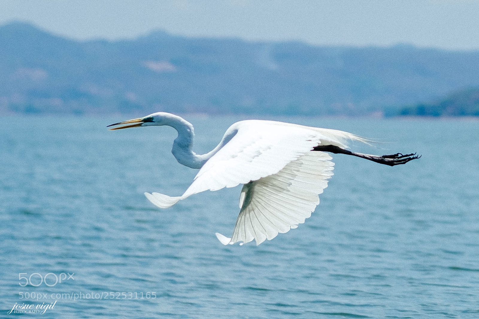 Fujifilm X-Pro2 sample photo. Fly  photography