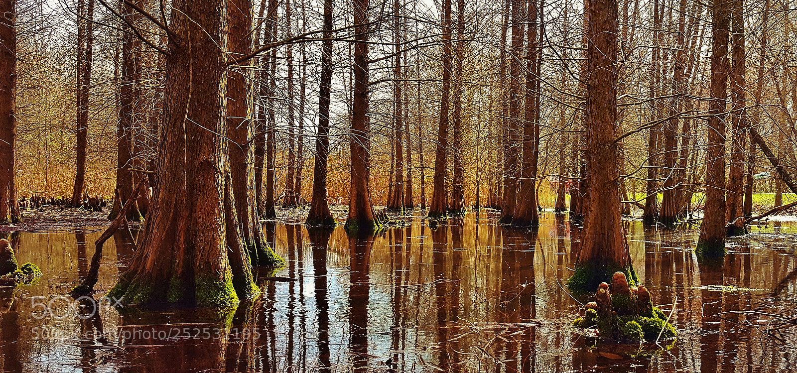 Samsung Galaxy S6 sample photo. Annapolis cypress swamp 2018 photography