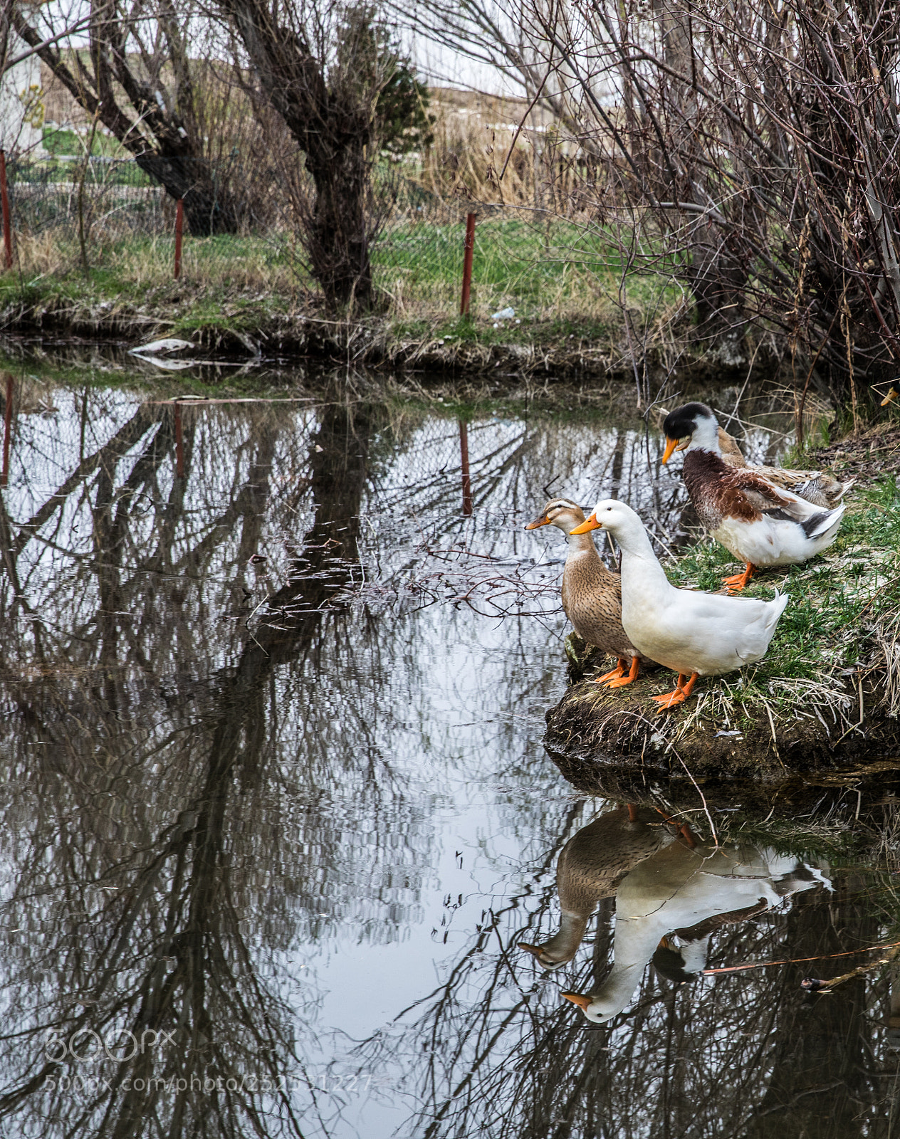 Canon EOS 5D Mark IV sample photo. Iç kıyı photography