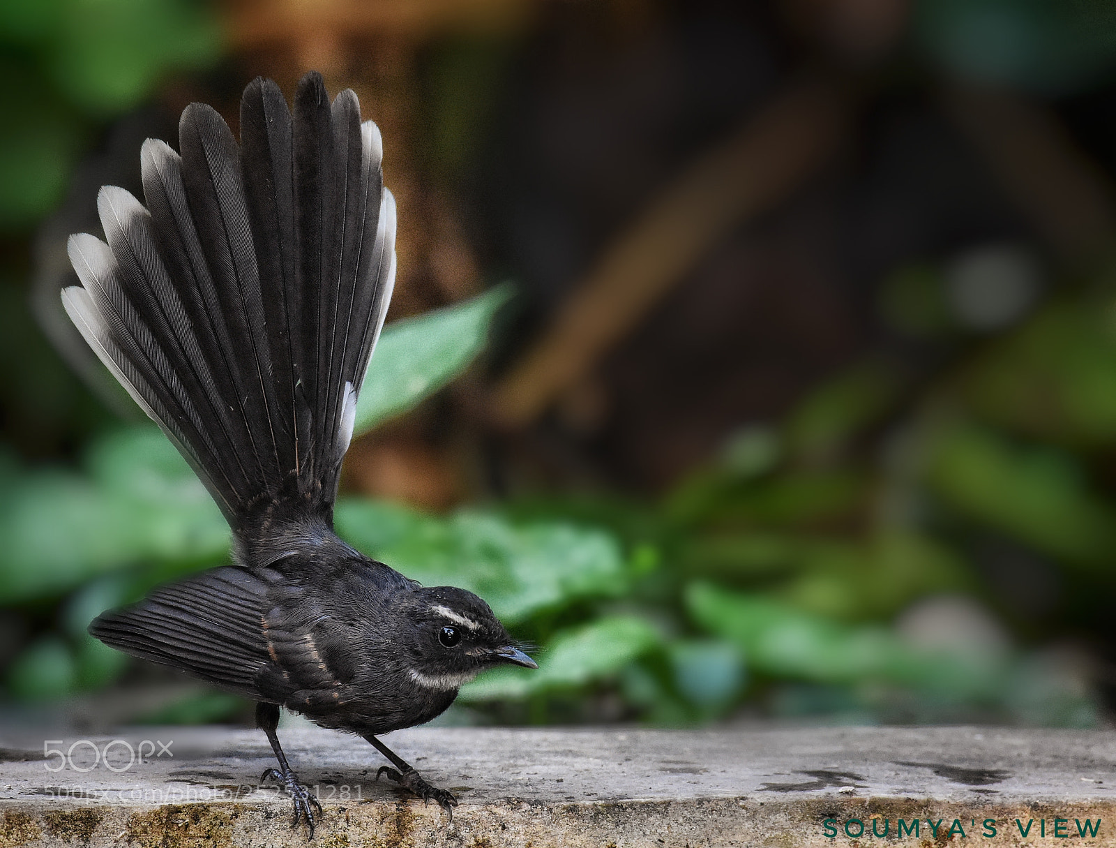 Nikon D7200 sample photo. Tail's up photography