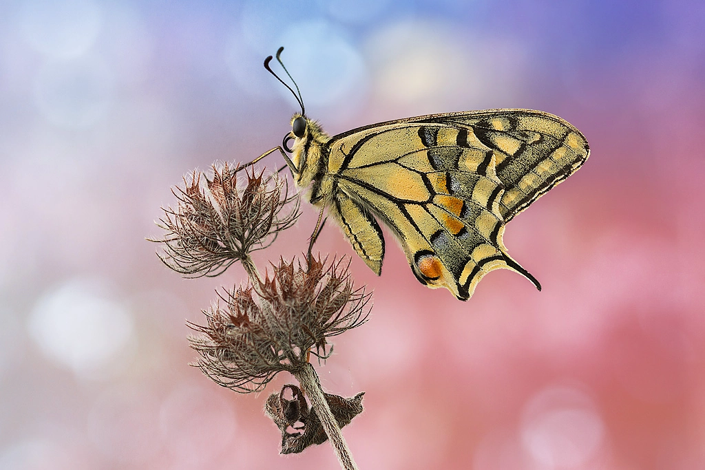 Machaon by Andrea Panozzi on 500px.com