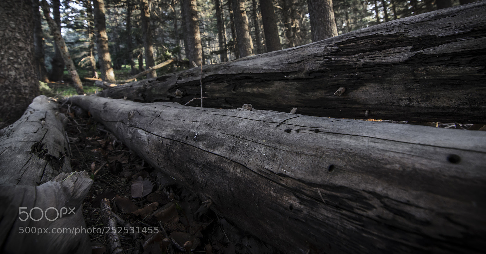 Nikon D7000 sample photo. Lumber photography