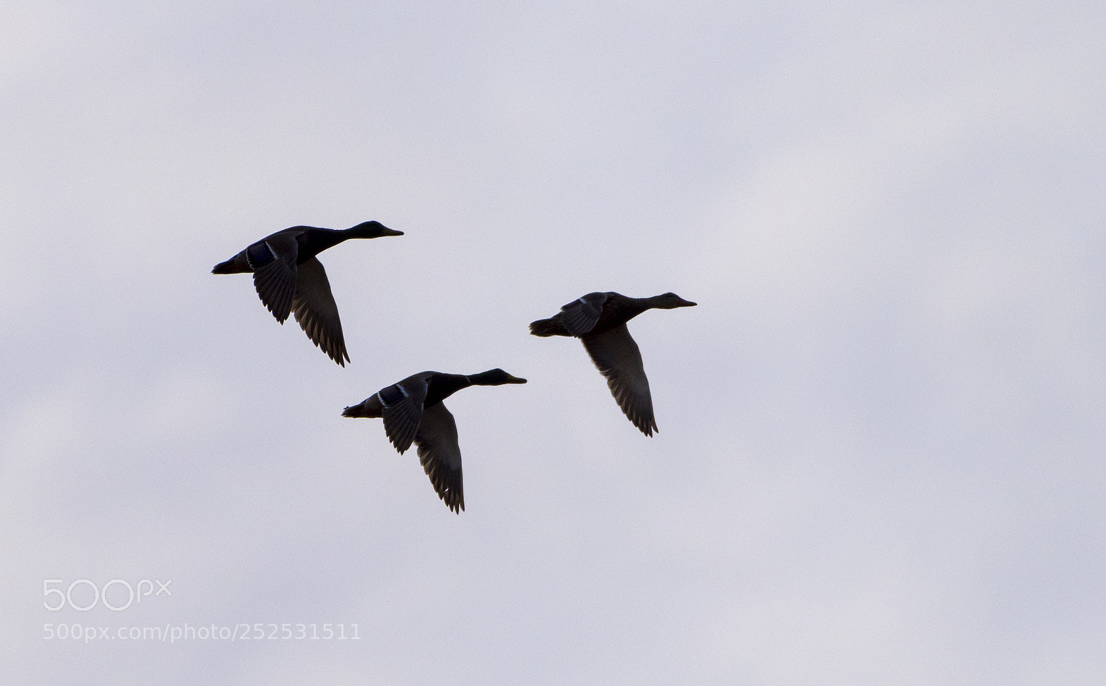 Nikon D810 sample photo. Flying ducks photography
