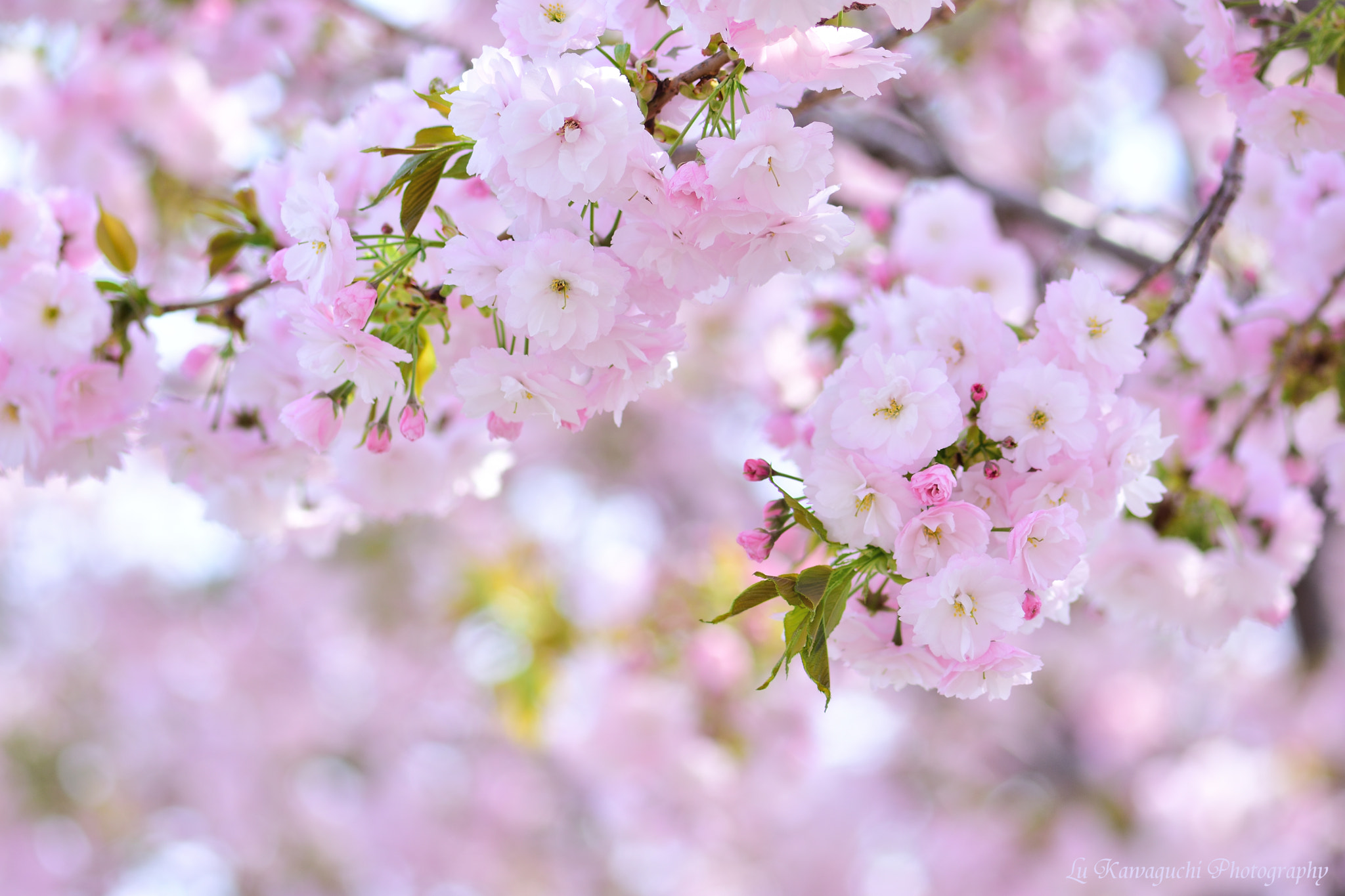 Nikon AF-S Micro-Nikkor 105mm F2.8G IF-ED VR sample photo. *double cherr blossoms* photography