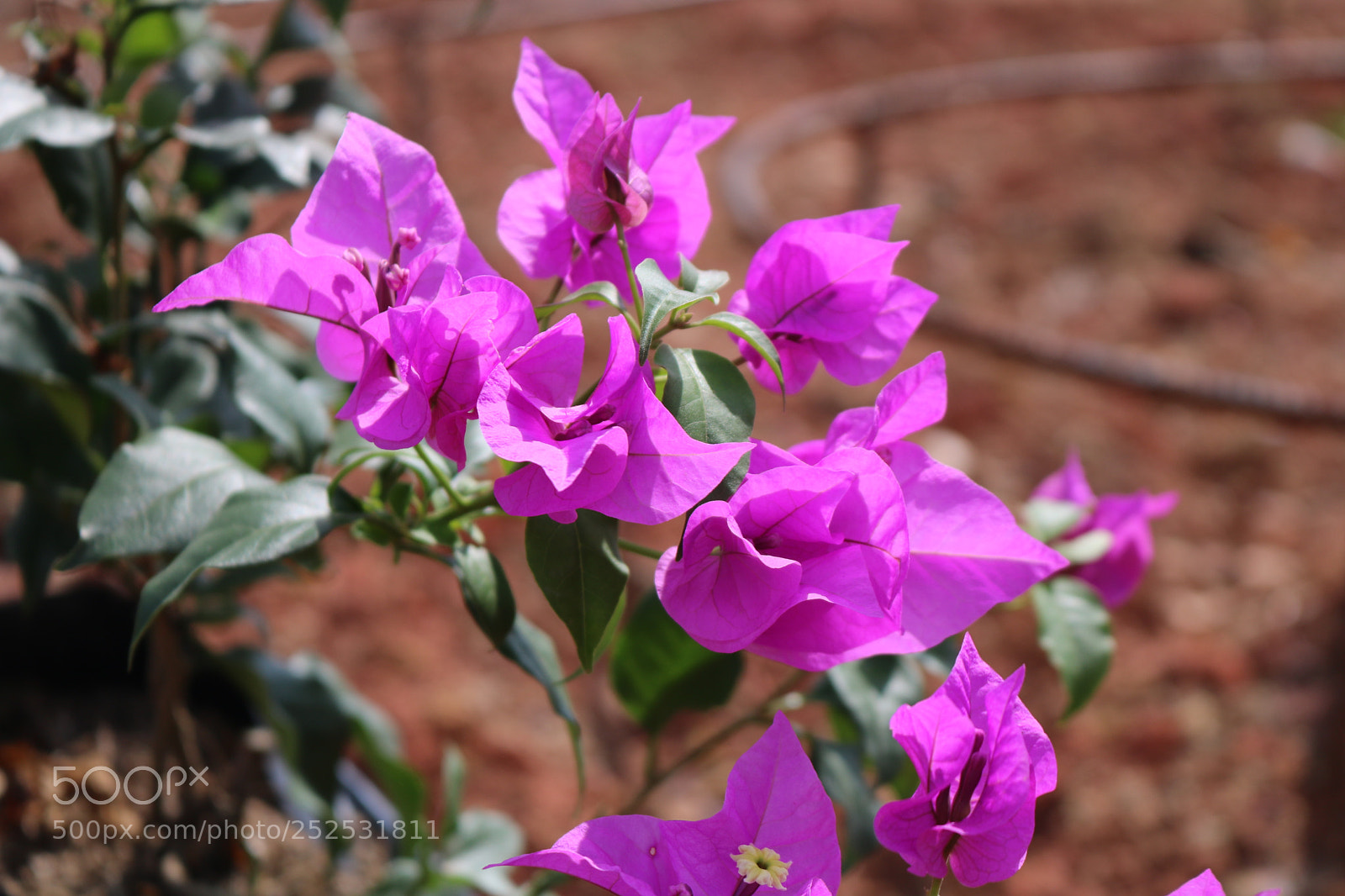Canon EOS 750D (EOS Rebel T6i / EOS Kiss X8i) sample photo. Untitled photography