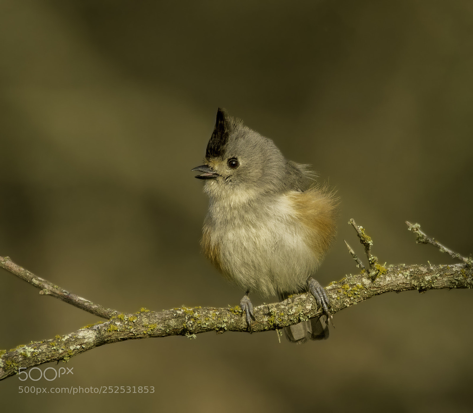 Nikon D7100 sample photo. Black crested titmouse photography