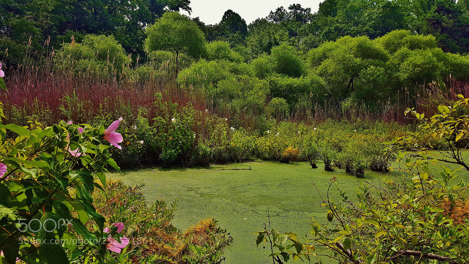 Samsung Galaxy S6 sample photo. Weinberg wetland scene photography