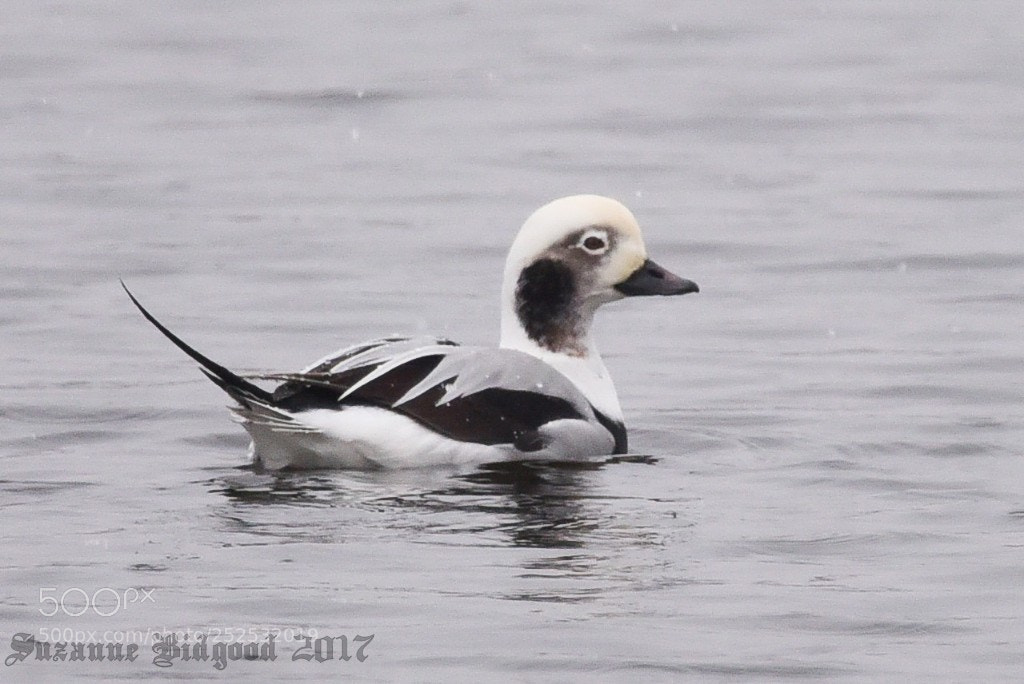 Nikon D750 sample photo. Male long tailed duck photography