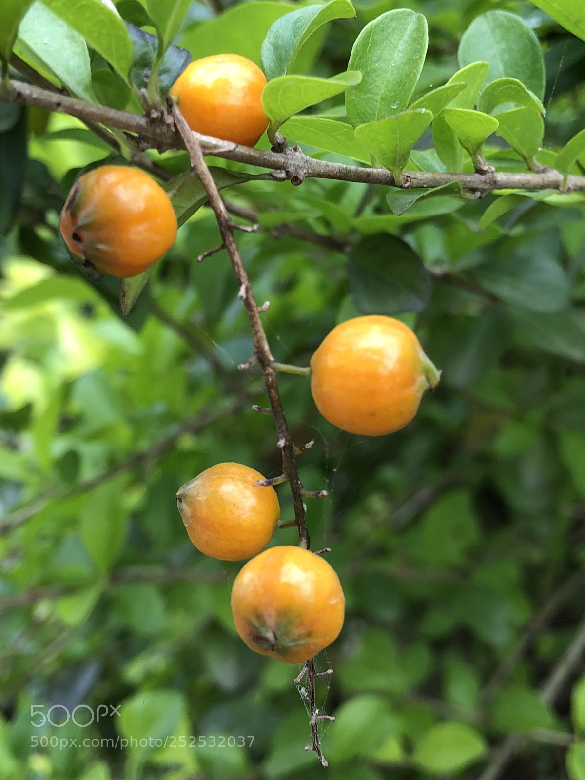 Apple iPhone 8 sample photo. Untitled photography