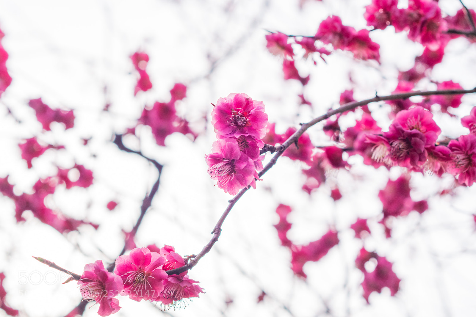 Nikon D3300 sample photo. Spring photography