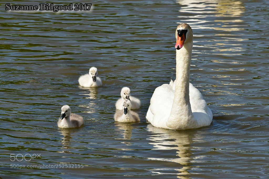 Nikon D5500 sample photo. Mute swan and cygnets photography