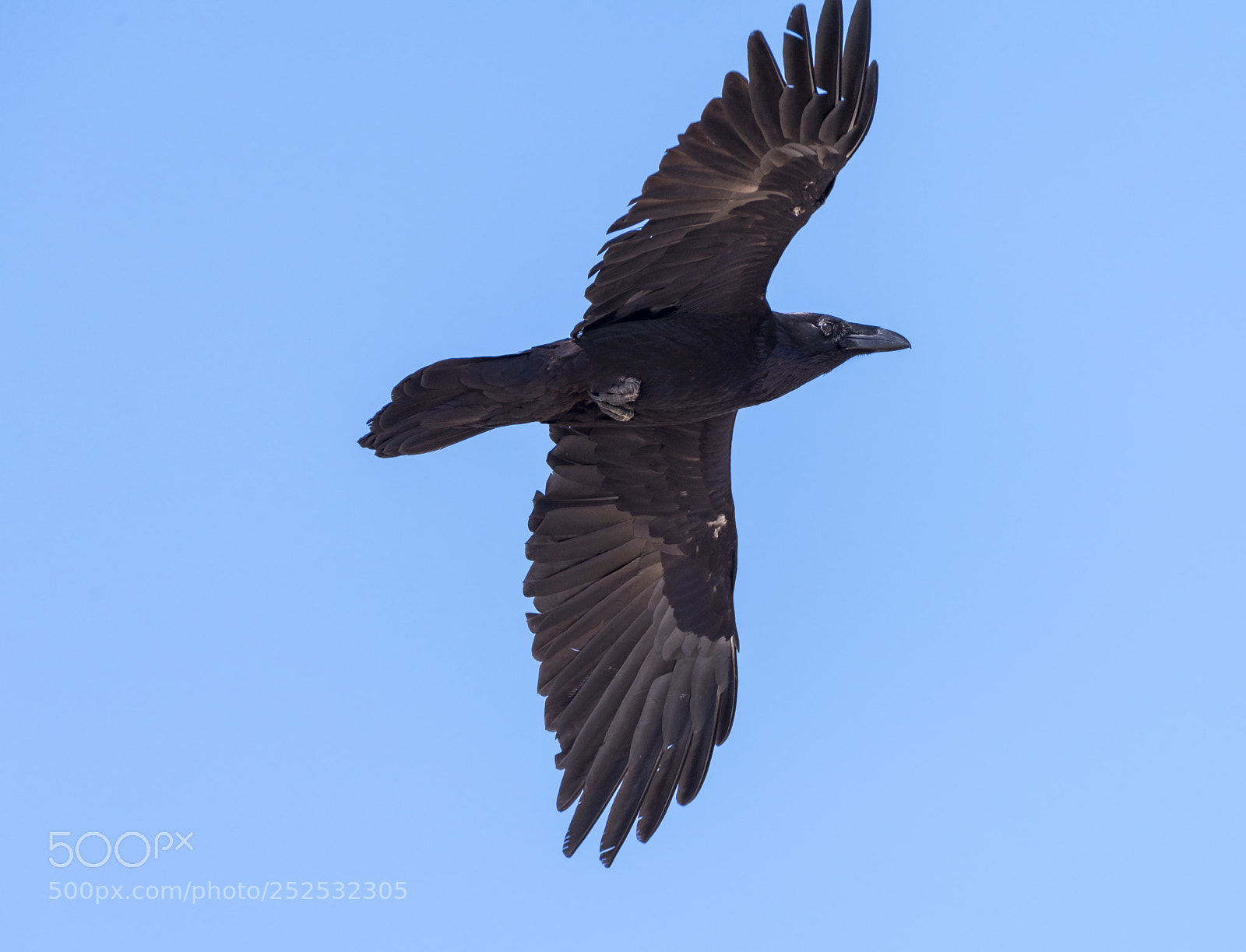 Nikon D810 sample photo. American crow (corvus brachyrhynchos) photography
