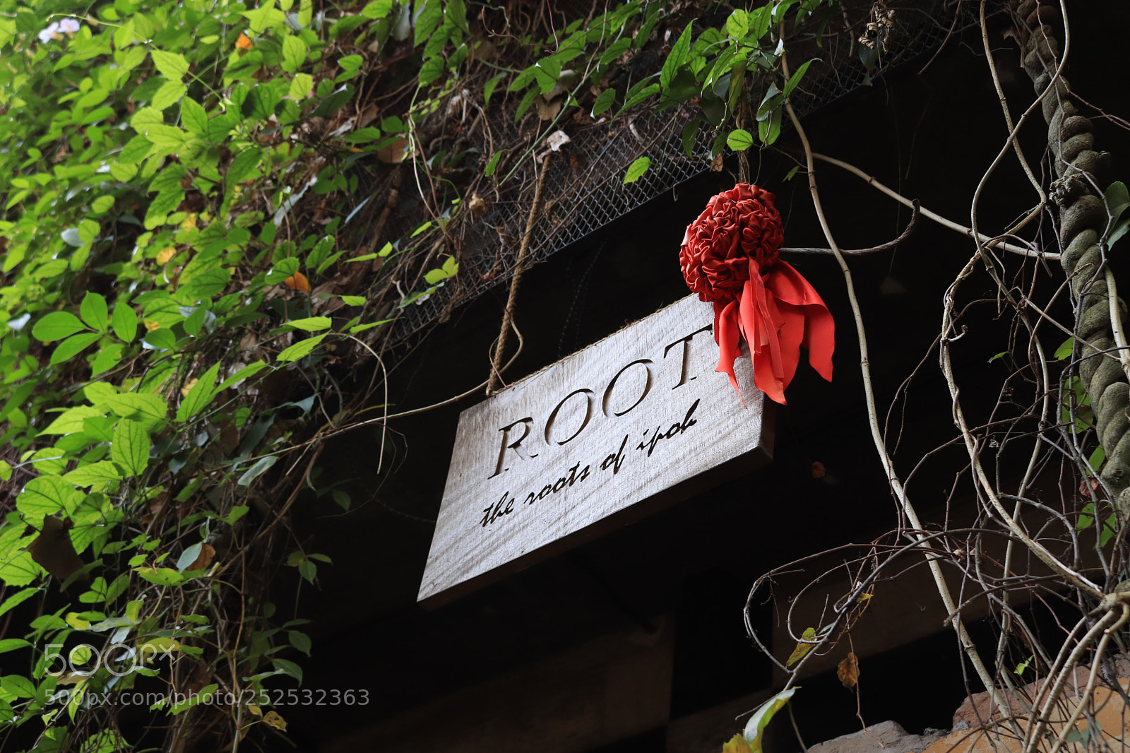 Canon EOS 800D (EOS Rebel T7i / EOS Kiss X9i) sample photo. Untitled photography
