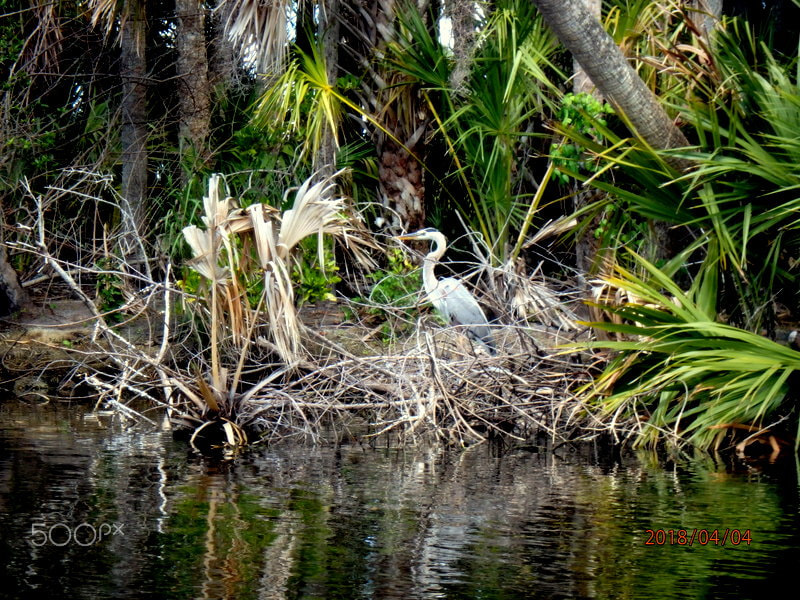 Olympus TG-860 sample photo. Blue heron photography