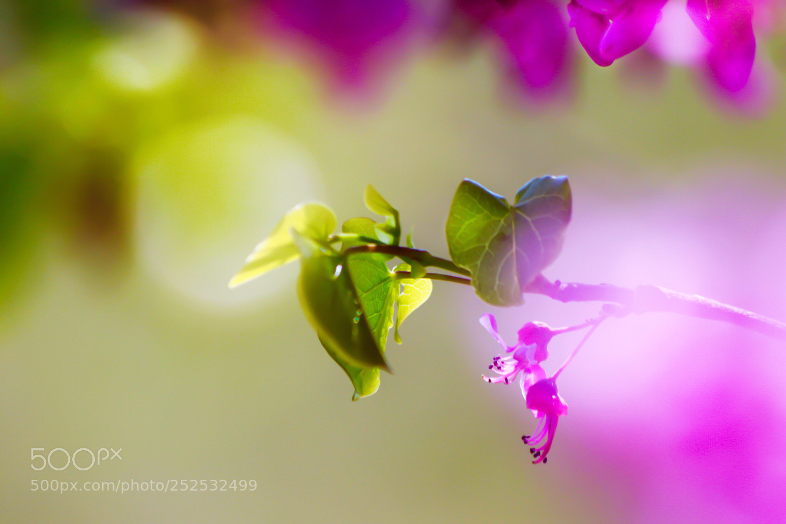 Canon EOS 80D sample photo.      the redbud pixie

 photography